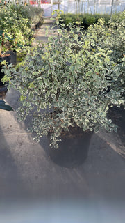Pittosporum tenuifolium 'Variegatum'